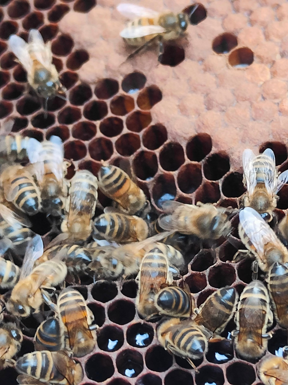 Marvin’s bees, up close