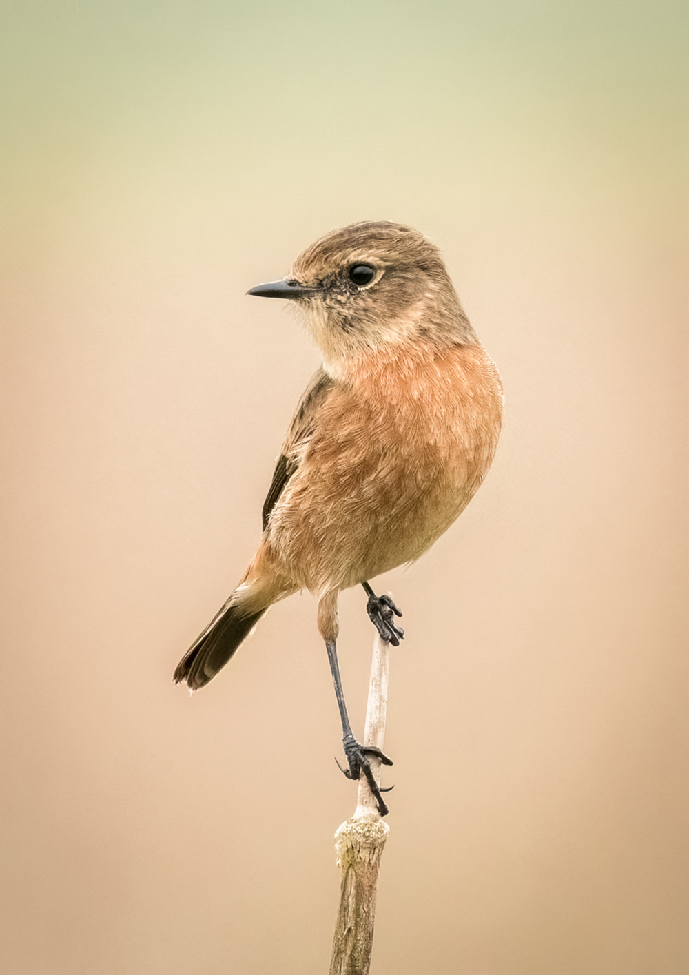 Paul Dyer Female Stonechat