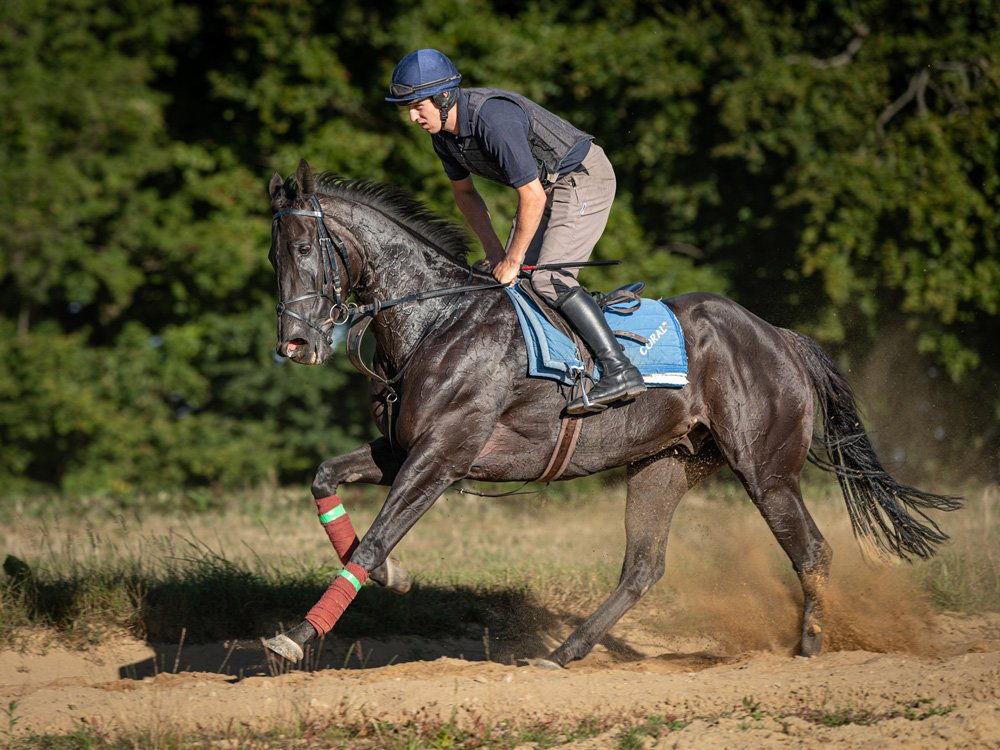 Brian Stubbs Riding Black Beauty