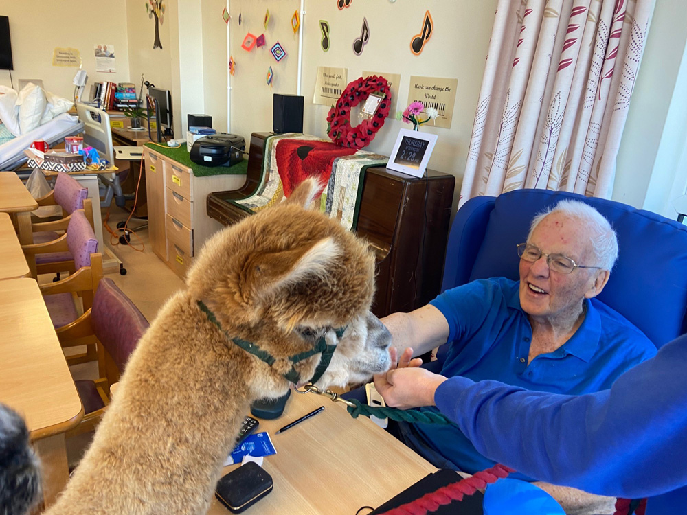 Wincanton Hospital Alpaca Visit