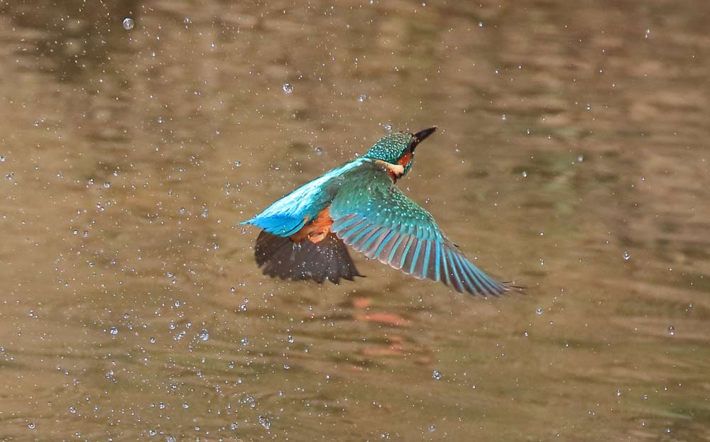 Kingfisher at Stour Meadow, Blandford. Photo by Nick Dibben.