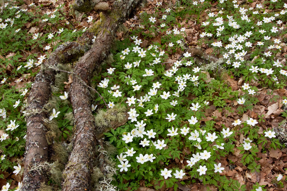 Girdlers Coppice in Sturminster Newton is managed by Dorset Wildlife Trust and boasts a beautiful display of wood anemones at this time of year. Photo by Mark Hamblin