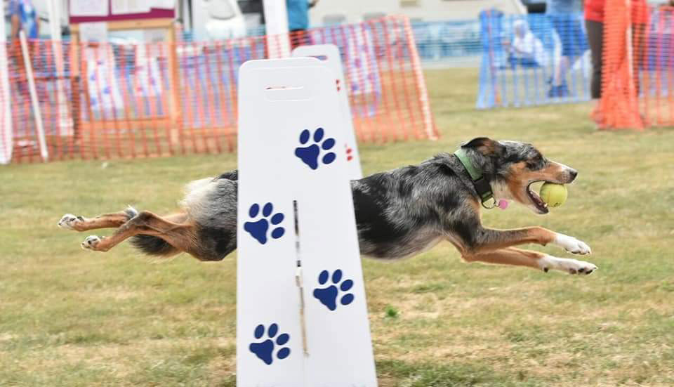 Spring Countryside Show, April 2022. The New Blackmore Vale Magazine