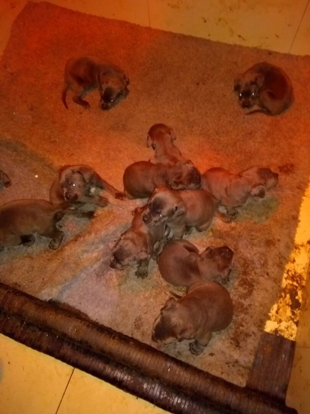 All dogs found at the illegal puppy farm have now been rehomed. Photo: Dorset Council
