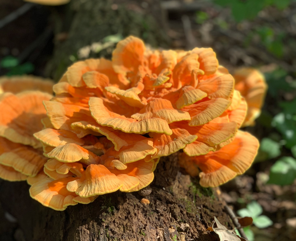 Chicken of the Woods